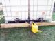 IBC Wassertank verbinden Set - Aluminium PE mit Auslaufhahn 1 1/4 Zoll